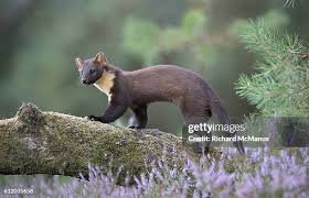 Attēlu rezultāti vaicājumam “Martes martes”