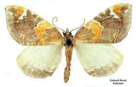 Attēlu rezultāti vaicājumam “Eulithis pyropata”