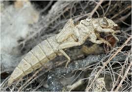 Attēlu rezultāti vaicājumam “Gomphus flavipes”