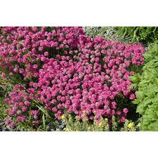 Image result for Grasnelke