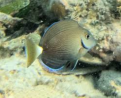 Image result for Acanthurus chirurgus