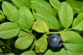 Attēlu rezultāti vaicājumam “Vaccinium myrtillus”