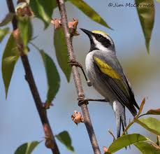 Image result for Vermivora chrysoptera