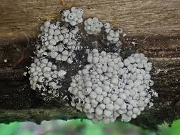 Attēlu rezultāti vaicājumam “Stemonaria irregularis stalked”