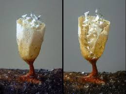 Attēlu rezultāti vaicājumam “Craterium leucocephalum macro”