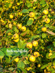 Attēlu rezultāti vaicājumam “Malus sylvestris”