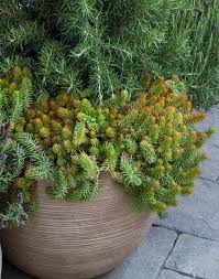 Attēlu rezultāti vaicājumam “Sedum rupestre”