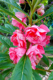 Image result for Impatiens balsamina