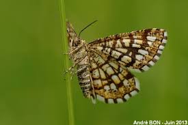 Attēlu rezultāti vaicājumam “Chiasmia clathrata”