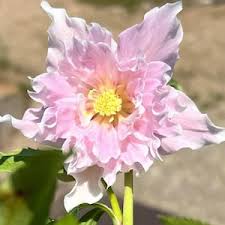 Attēlu rezultāti vaicājumam “Herniaria glabra flower”