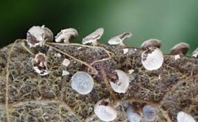 Attēlu rezultāti vaicājumam “Diderma testaceum macro”