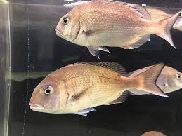 Image result for Pagrus