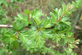 Attēlu rezultāti vaicājumam “Crataegus x macrocarpa leaf”