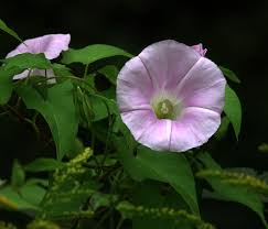 Attēlu rezultāti vaicājumam “Calystegia inflata”