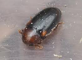 Attēlu rezultāti vaicājumam “Dacne bipustulata”