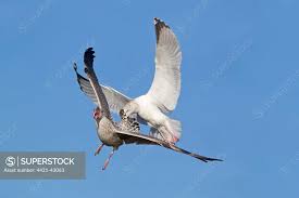 Attēlu rezultāti vaicājumam “Larus argentatus adult”