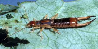 Attēlu rezultāti vaicājumam “Acrididae”