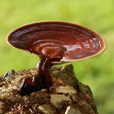 Attēlu rezultāti vaicājumam “Ganoderma lucidum”