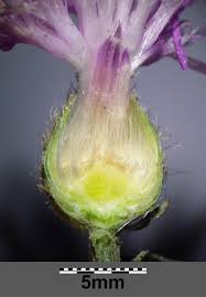 Attēlu rezultāti vaicājumam “Centaurea stoebe bud”