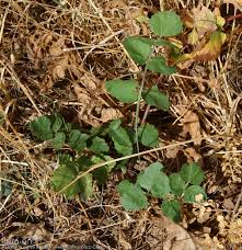 Attēlu rezultāti vaicājumam “Pastinaca sativa subsp. sylvestris”