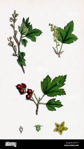 Attēlu rezultāti vaicājumam “Ribes alpinum leaf”