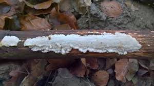 Attēlu rezultāti vaicājumam “Antrodiella faginea”