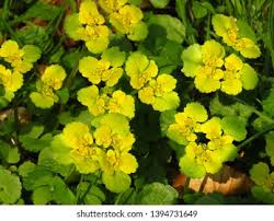 Attēlu rezultāti vaicājumam “Chrysosplenium alternifolium bud”
