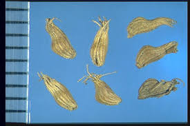 Attēlu rezultāti vaicājumam “Acinos arvensis leaf”