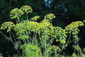 Attēlu rezultāti vaicājumam “Anethum graveolens”
