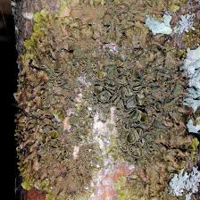 Attēlu rezultāti vaicājumam “Melanohalea olivacea”