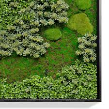 Attēlu rezultāti vaicājumam “Sedum album”