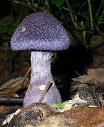 Attēlu rezultāti vaicājumam “Cortinarius praestans”
