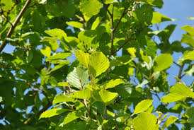 Attēlu rezultāti vaicājumam “Alnus incana leaf”
