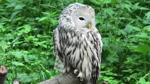 Attēlu rezultāti vaicājumam “Strix uralensis adult”