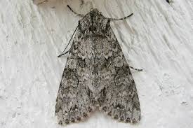 Attēlu rezultāti vaicājumam “Polia nebulosa”