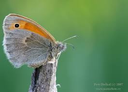 Attēlu rezultāti vaicājumam “Coenonympha pamphilus”