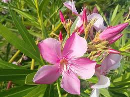 Attēlu rezultāti vaicājumam “Asclepiadaceae”