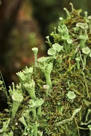 Attēlu rezultāti vaicājumam “Cladonia fimbriata”