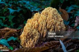 Attēlu rezultāti vaicājumam “Ramaria formosa”