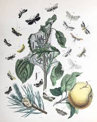 Attēlu rezultāti vaicājumam “Retinia resinella pupa”