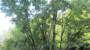 Attēlu rezultāti vaicājumam “Rhamnus cathartica”