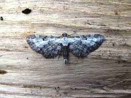 Attēlu rezultāti vaicājumam “Eupithecia succenturiata”