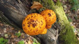 Attēlu rezultāti vaicājumam “Pholiota aurivella”