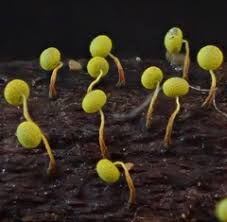 Attēlu rezultāti vaicājumam “Physarum viride var. aurantium macro”