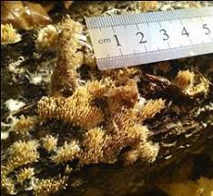 Attēlu rezultāti vaicājumam “Junghuhnia pseudozilingiana”