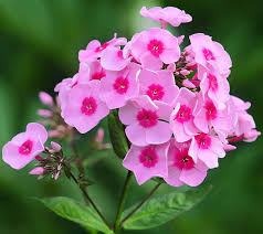 Attēlu rezultāti vaicājumam “Phlox paniculata”