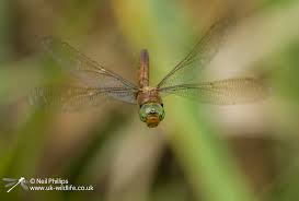 Attēlu rezultāti vaicājumam “Aeshna isoceles”