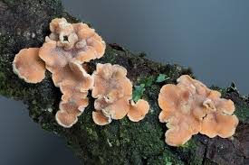 Attēlu rezultāti vaicājumam “Phellinus ferruginosus”