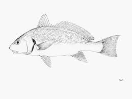 Image result for Umbrina cirrosa