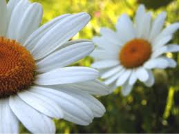Image result for Chrysanthemum leucanthemum